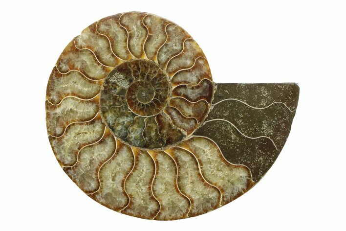 Cut & Polished Ammonite Fossil (Half) - Madagascar #354138
